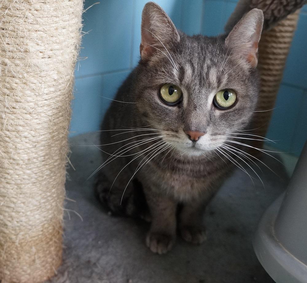 Gazdikereső cicákkal kávézhatunk