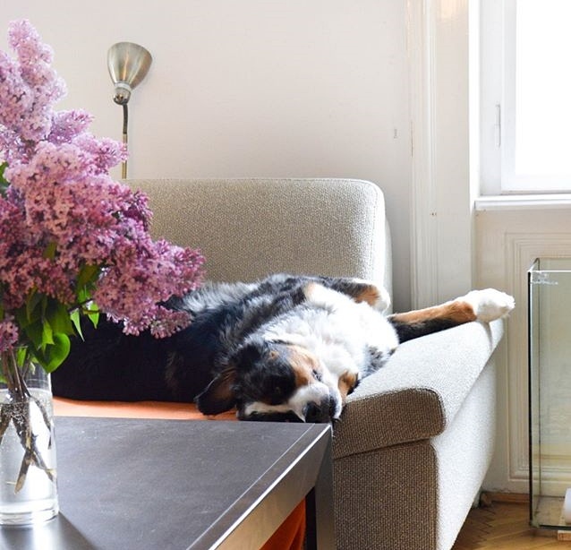 Süti, a bernipásztor-ausztrál juhászkutya keverék bemutatja, hogyan alszik egy boldog kutya