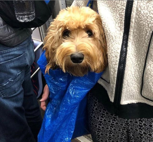 A legtöbb kutyának nem okoz gondot, hogy így utazzon