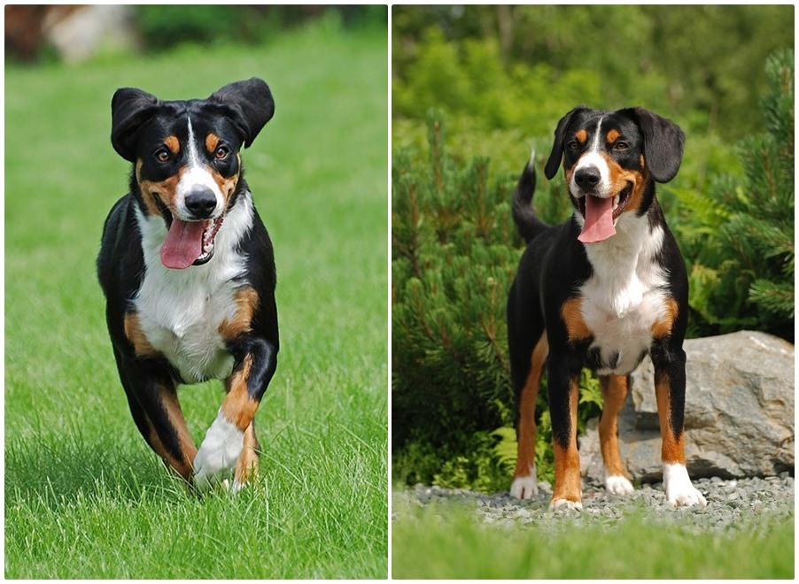 Kutyafajták futáshoz - Appenzelli havasi pásztorkutya és Entlebuchi havasi kutya