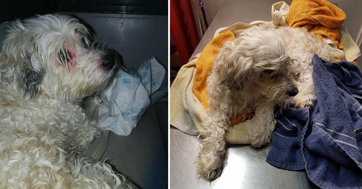 Zsazsa a hűséges kutyus