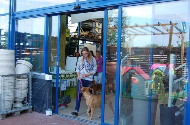 Az önműködő ajtón keresztül is meg kell tanulnia a kutyának közlekedni