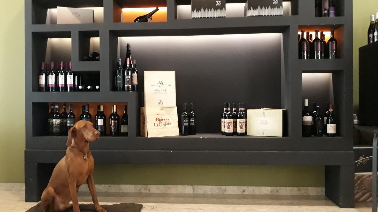 Nala, a magyar vizsla lányka a Vizslamentéstől került olasz gazdáihoz