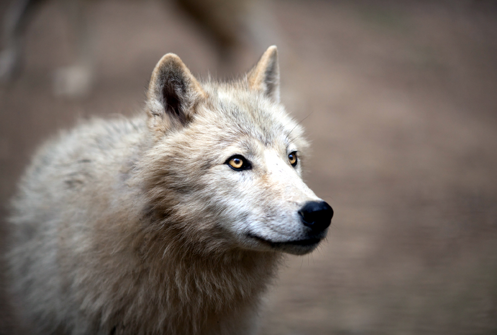 A kutyák őseihez vezethető vissza a fertőző rák