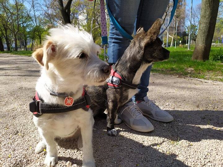 Más, stabil kutyák sokat segítenek a szocializációban is társuknak