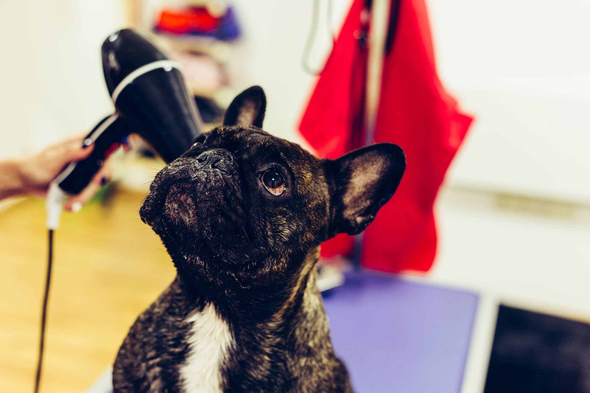 Egészség, vidámság és ápoltság jár minden kutyusnak