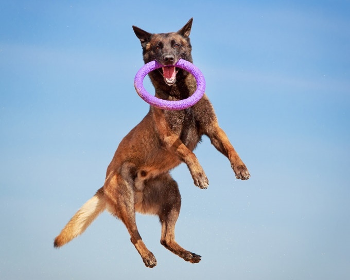 Az egyensúly megtartásában is fontos szerepet játszik a kutya farka