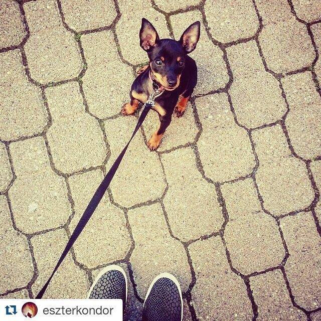 A gazdik megmutathatják, merre jártak, mit csináltak a napi kutyasétájuk alkalmával