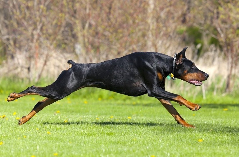 Kutyafajták futáshoz - Dobermann