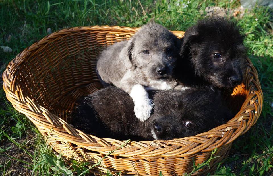 A legkisebb gazdikeresők