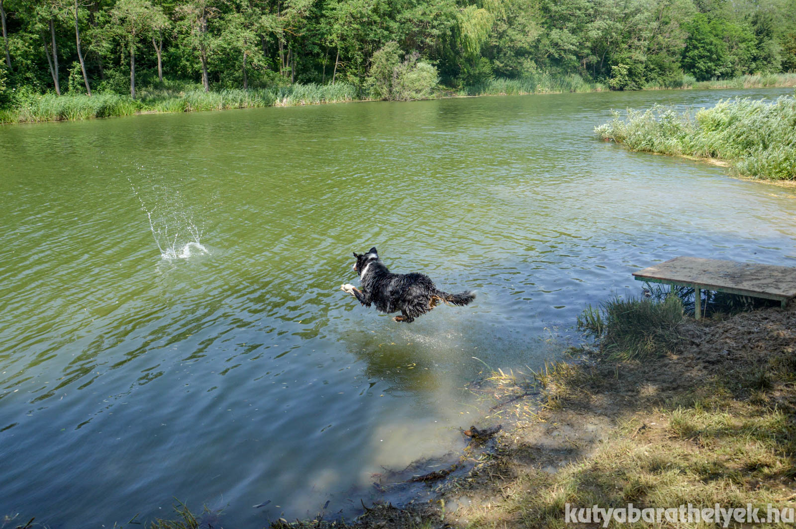 Süti  kutya és a víz - nagyon jó barátok