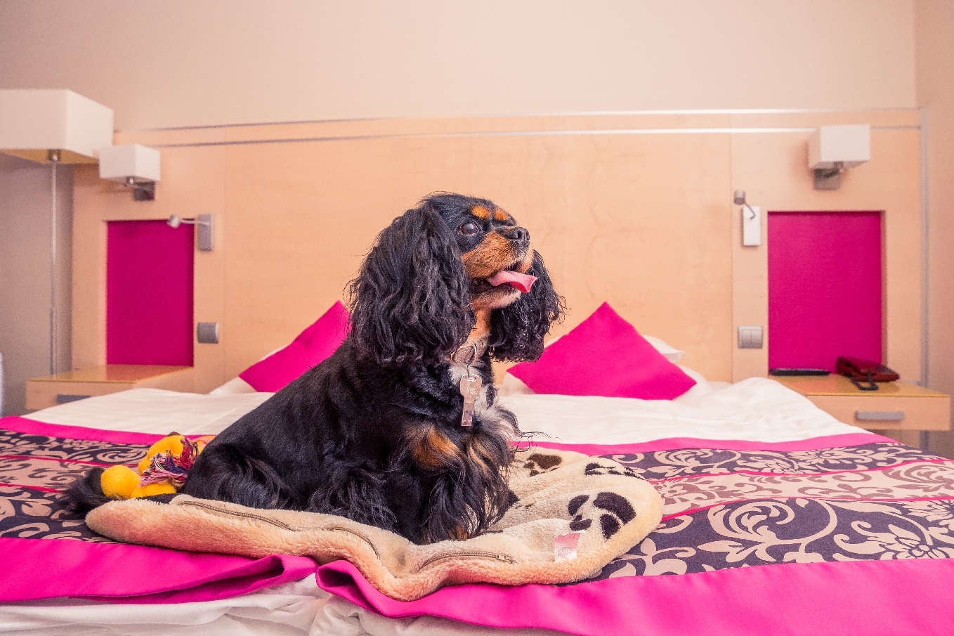 A Hotel Sopronban igazán jó dolga van a kutyáknak is!