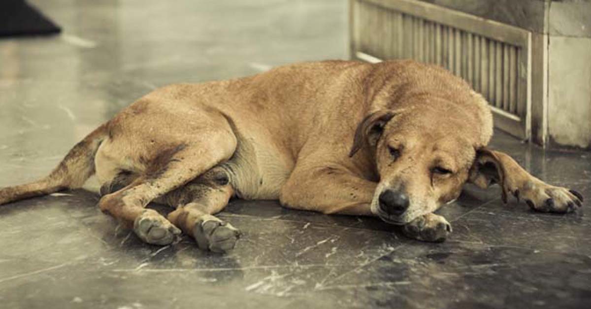 Az állatkínzók Ohioban már börtönre számíthatnak 