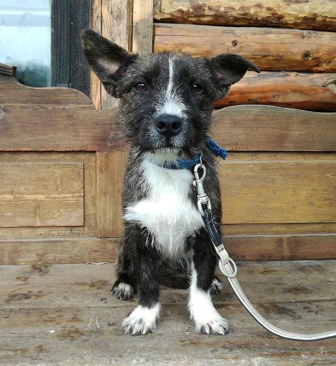 Zamat is gazdira vár 