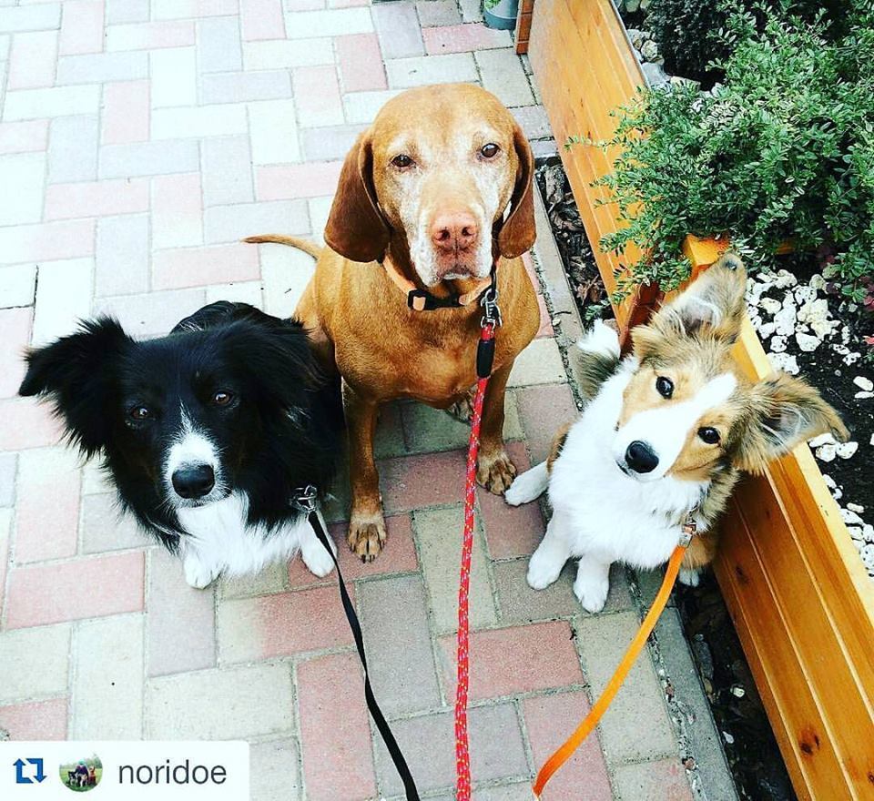 Korra, nemre, fajtára való tekintet nélkül! A kutyaséta mindig jó!