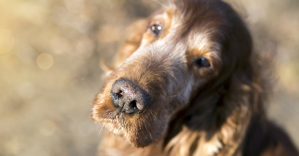 Az idős kutyáknak különleges helye van a szívünkben