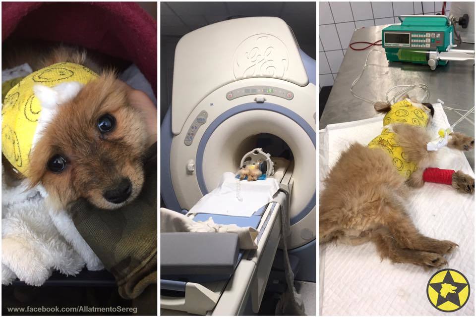 A kis kutya a vizsgálatok közben