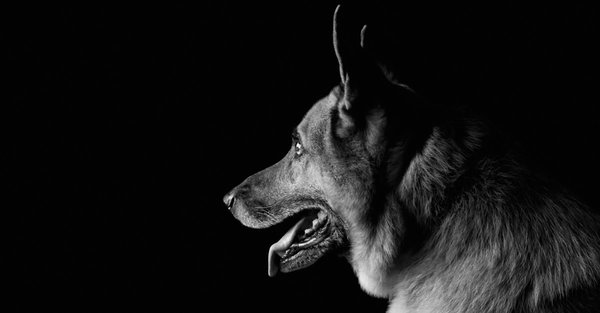 Sok kutya életének korai végét jelenti a szilveszter