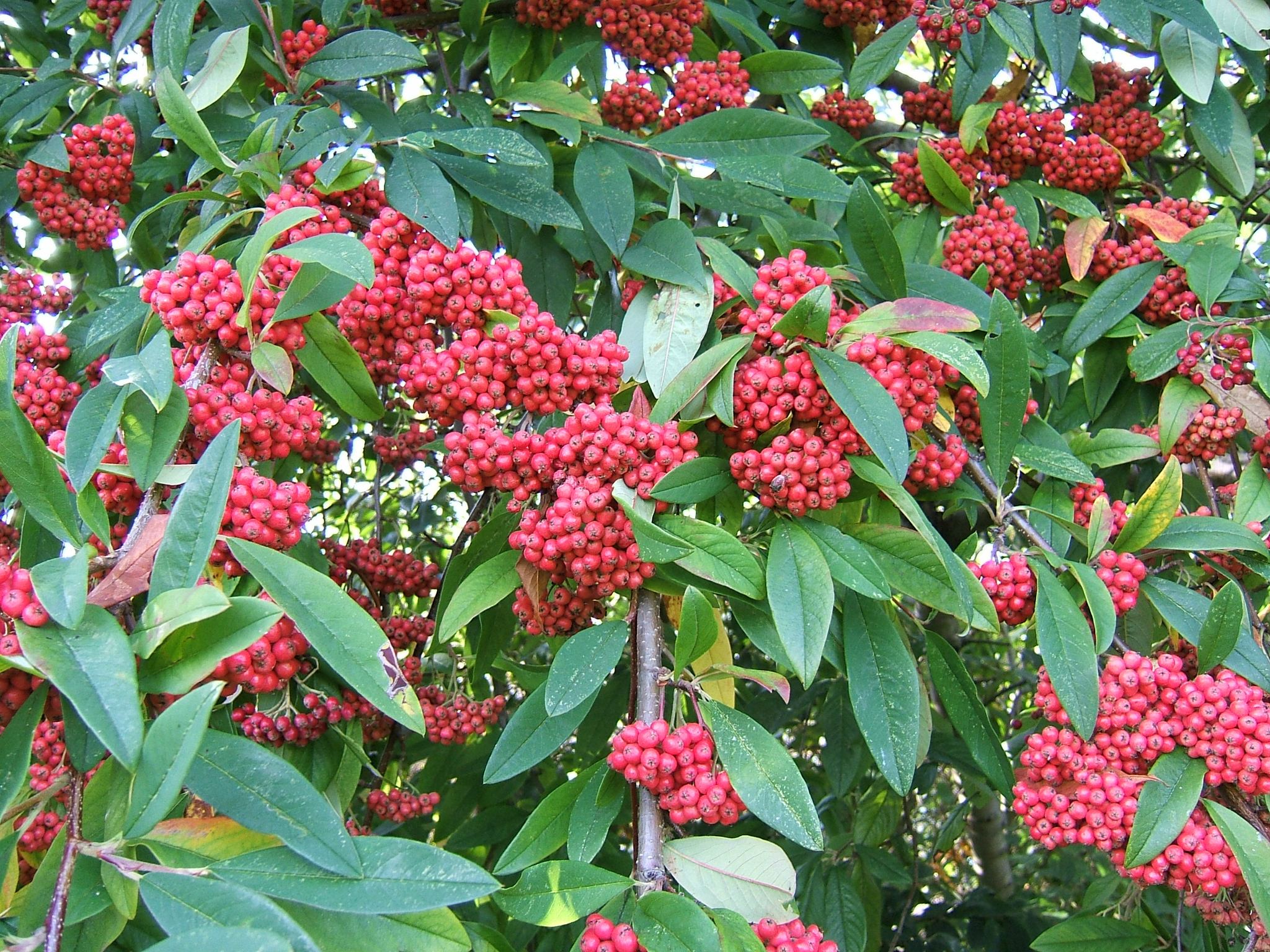 A madárbirs termése