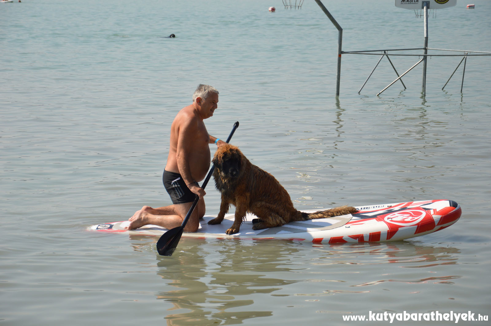 Nem a méret a lényeg! A legnagyobb kutyák is kipróbálhatták a SUPdogot