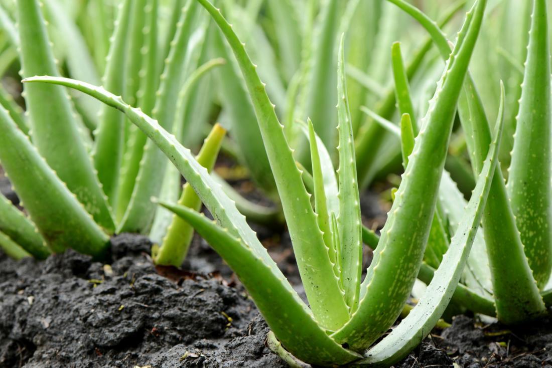 Gyógynövény kutyáknak - Aloe Vera