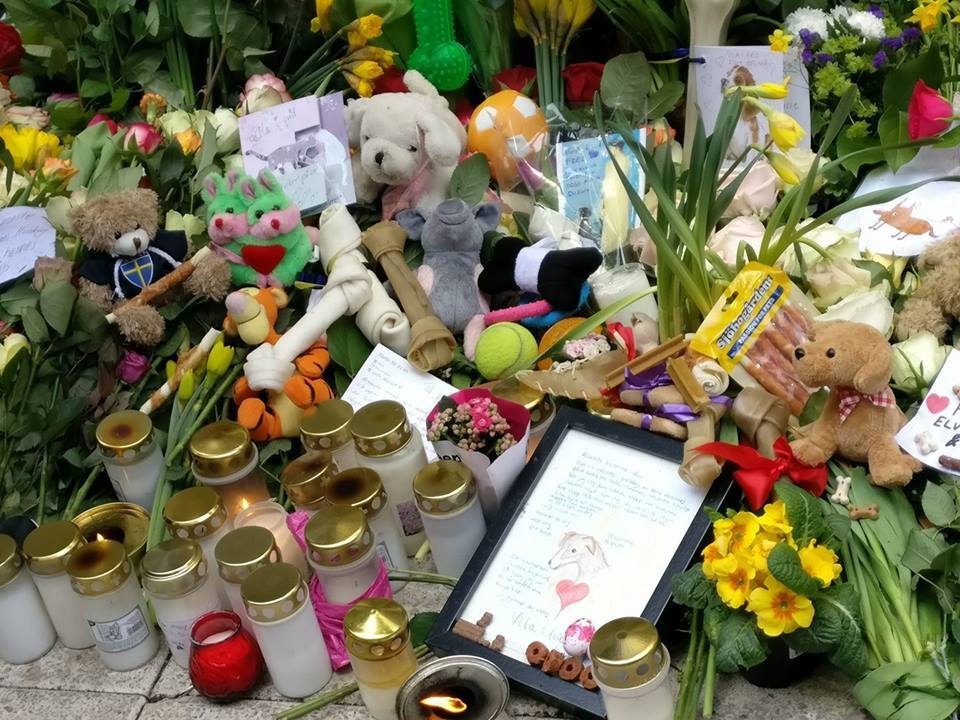 Iggy emlékére plüssöket, rajzokat, jutalomfalatokat hagynak a helyszínen a gyászoló kutyabarát svédek