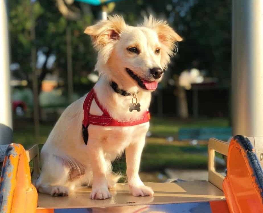 Kölyök vagy felnőtt, idős mentett kutya - Bármely életkorban szívesen tanulnak