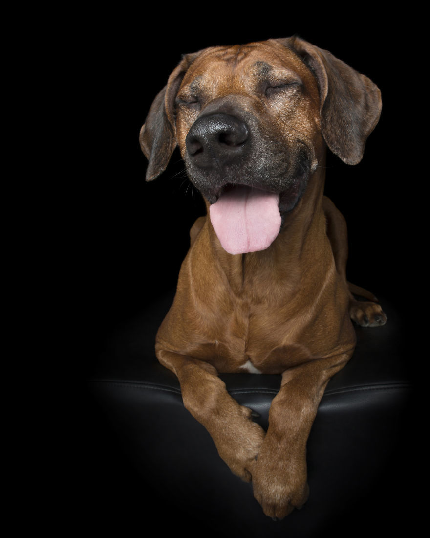 Zen Dogs - Ridgeback Zen Dogs - Ridgeback