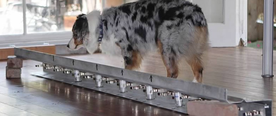 Kiképzésen a rák felismerésében segítő kutya