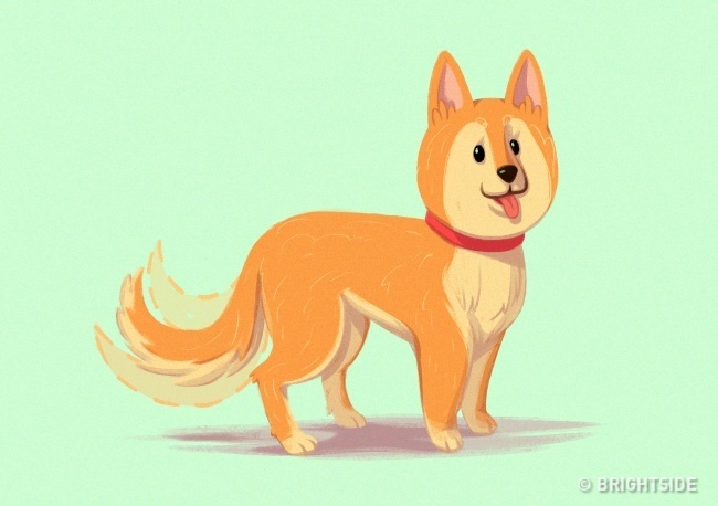 A kutya alacsonyan tartja a farkát, lazán csóválja