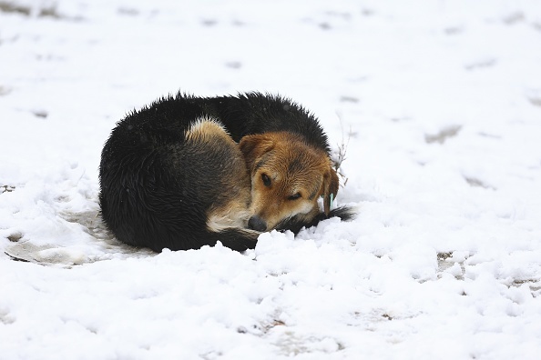Ne menjünk el a hidegben a kóbor kutyák mellett sem!