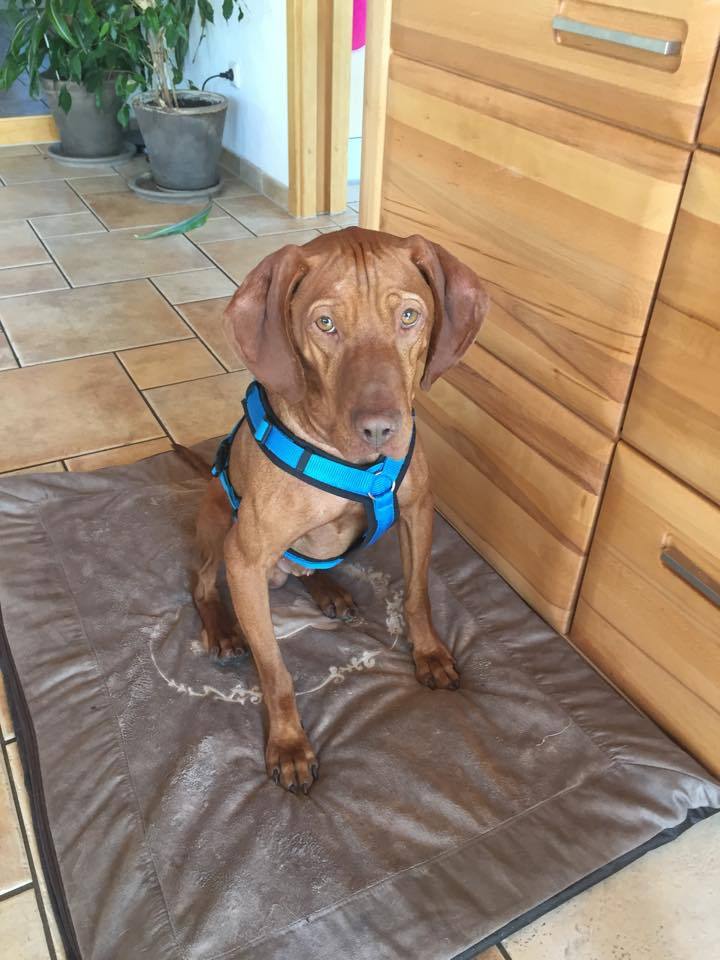 Remény, a vizsla új otthonában