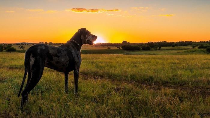 Megmutathatod az árva kutyának, milyen is a boldog Gazdis lét