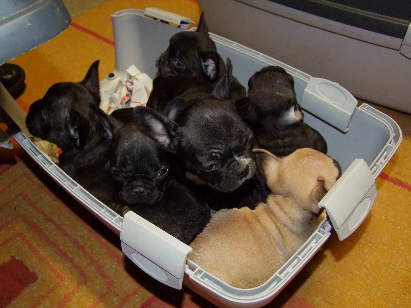 Összezsúfolva a szállítóboxoba, dobozokban - így vitték Olaszország felé a kutyákat