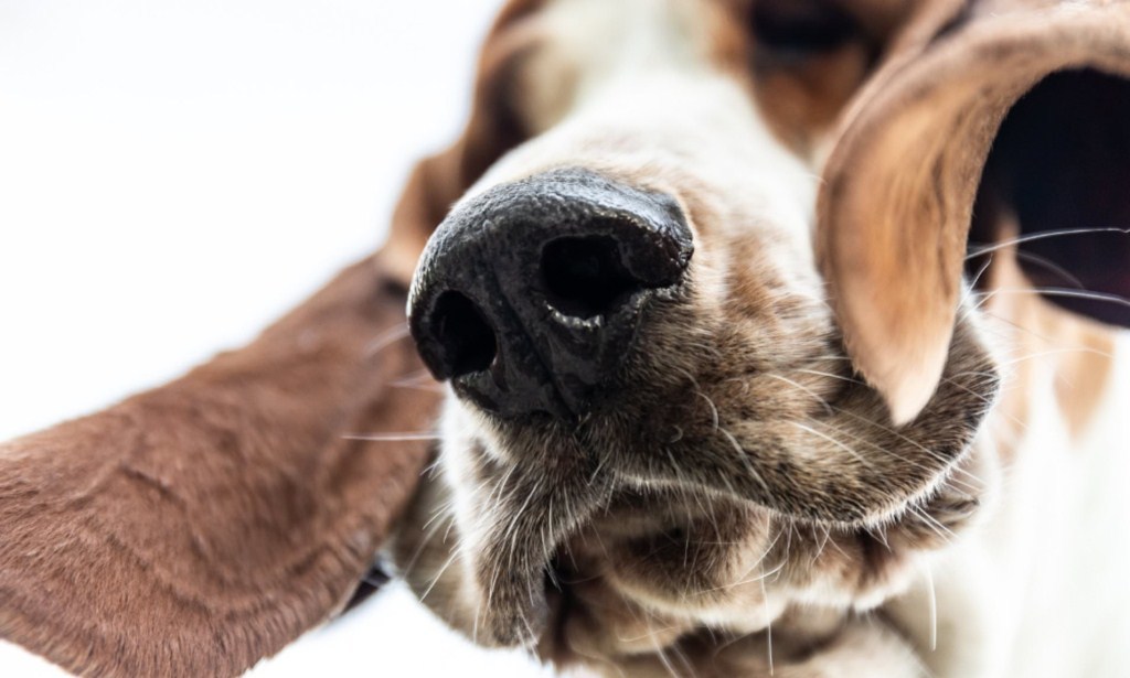 Egészséges kutyaorr, készen áll a világ feltérképezésére