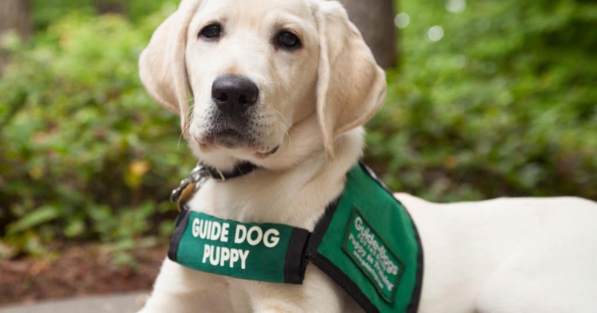Nehéz a búcsú, amikor vakvezető tanonccá válik a fiatal kutya
