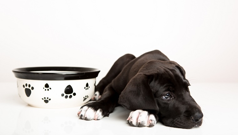 Ha a jó étvágyú kutya visszautasítja az ételt, valami nincs rendben