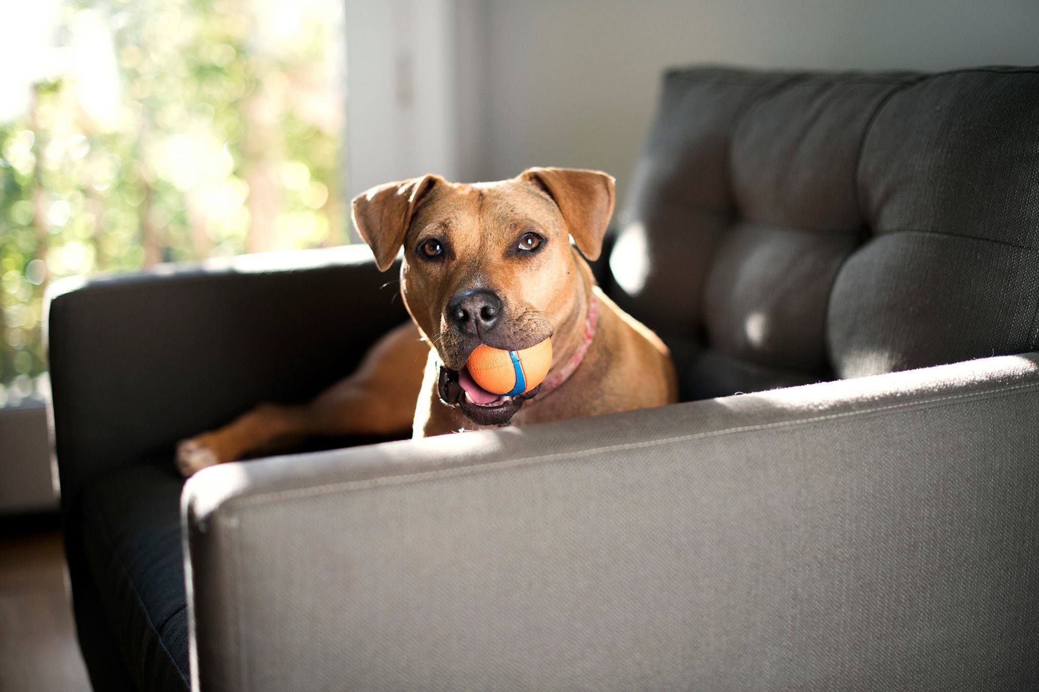 Megyünk játszani, gazdi? A kutyások többet vannak a szabadban