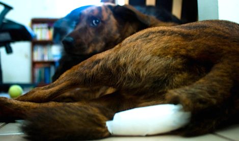 Egy ellátott sérülés