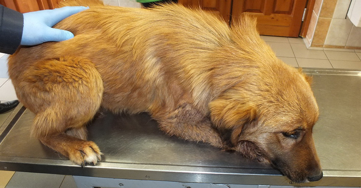 A kutya életét megmentette az orvosi beavatkozás