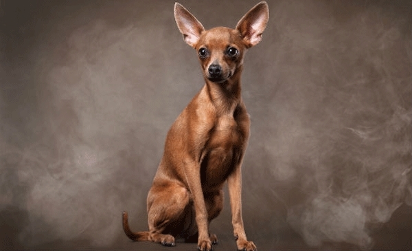 Az e-cigaretta gőze kevésbé káros, ám az utántöltő folyadék elfogyasztása veszélyes lehet kutyáinkra