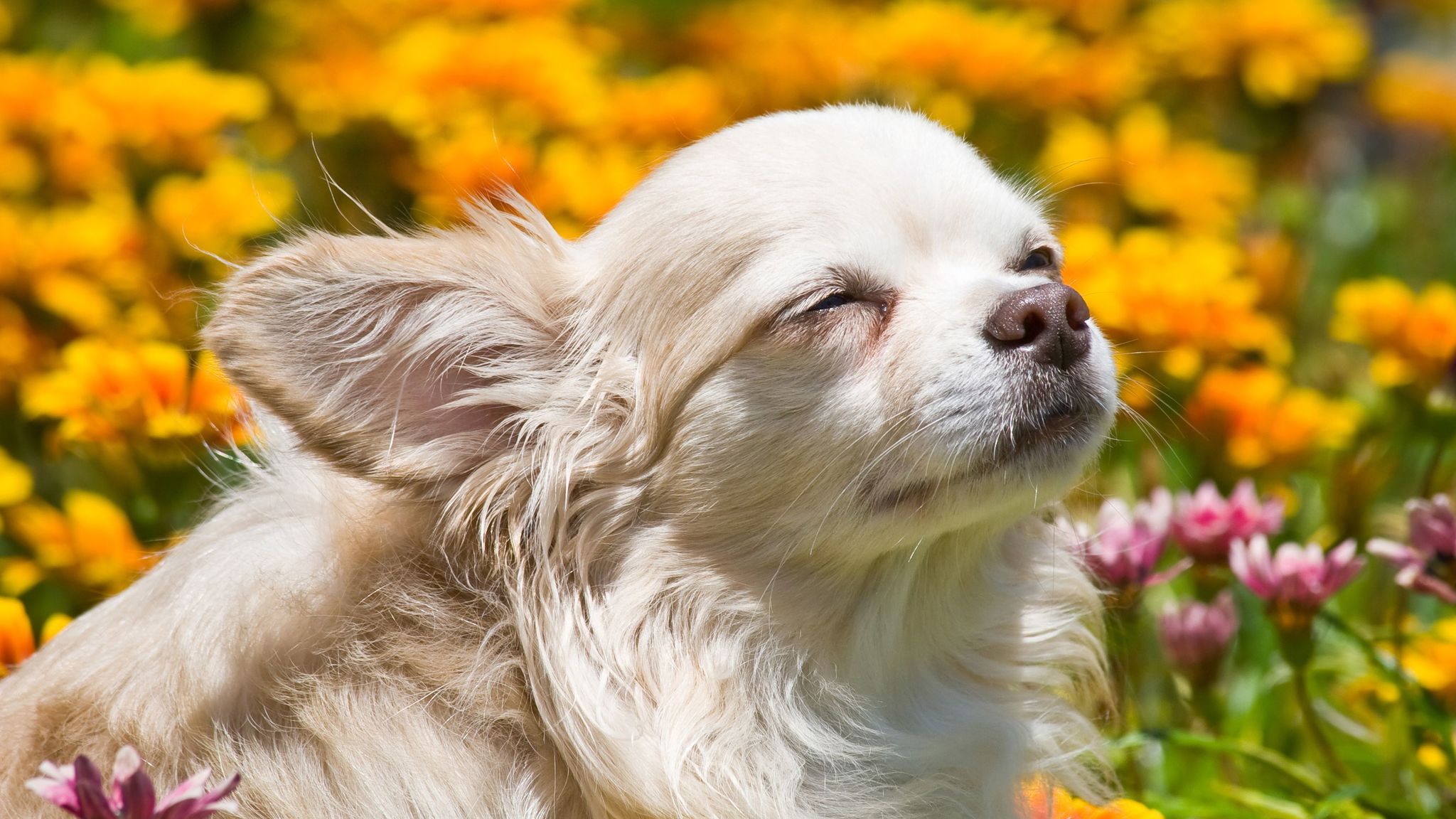 Többféle okból hunyoroghat egy kutya