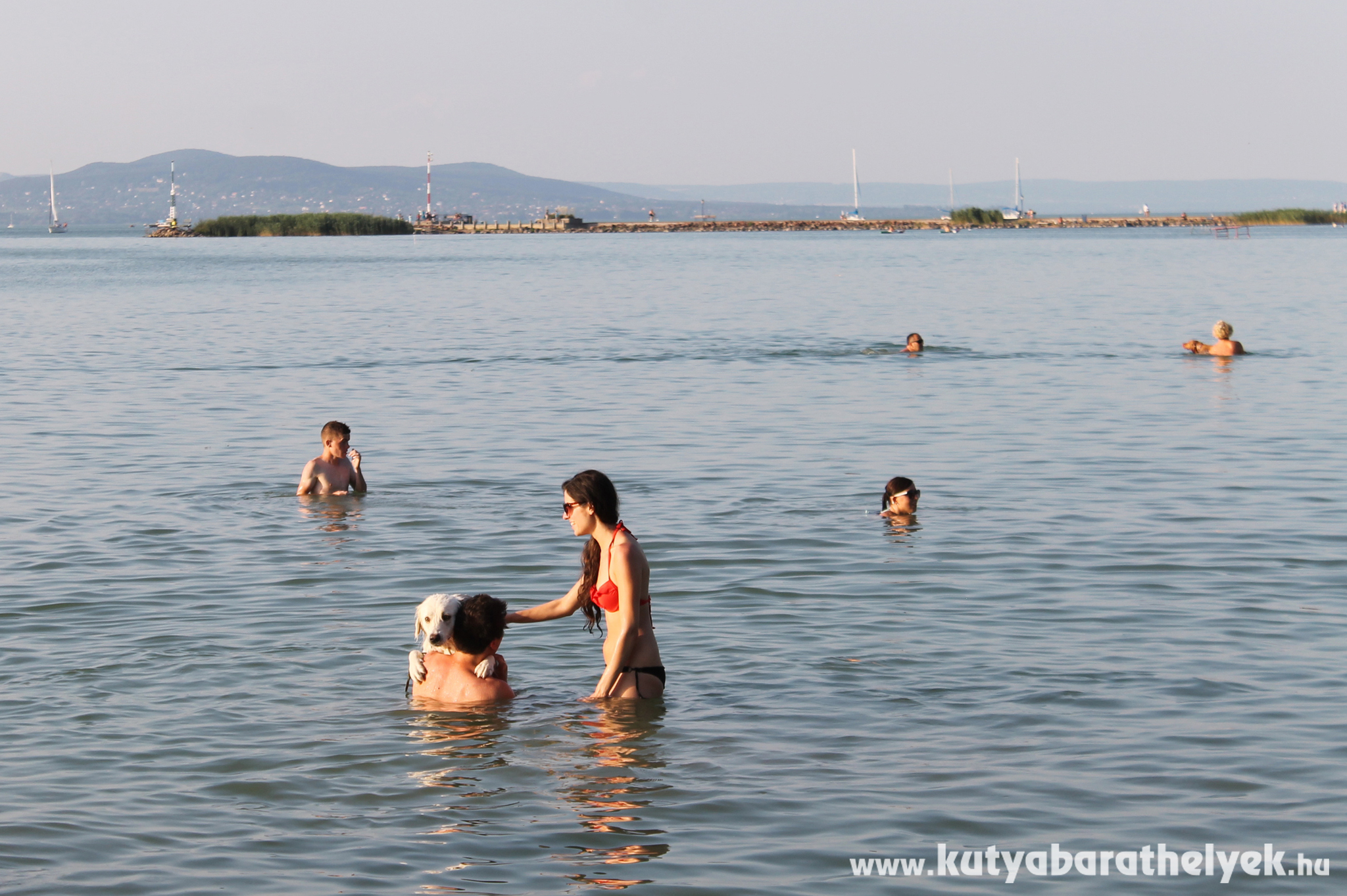 Kutya a Balatonban? Igen!