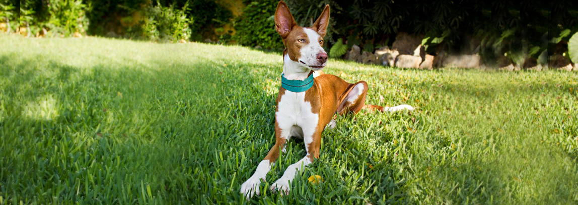 Szerető gazdinál - minden podenconak járna ez!