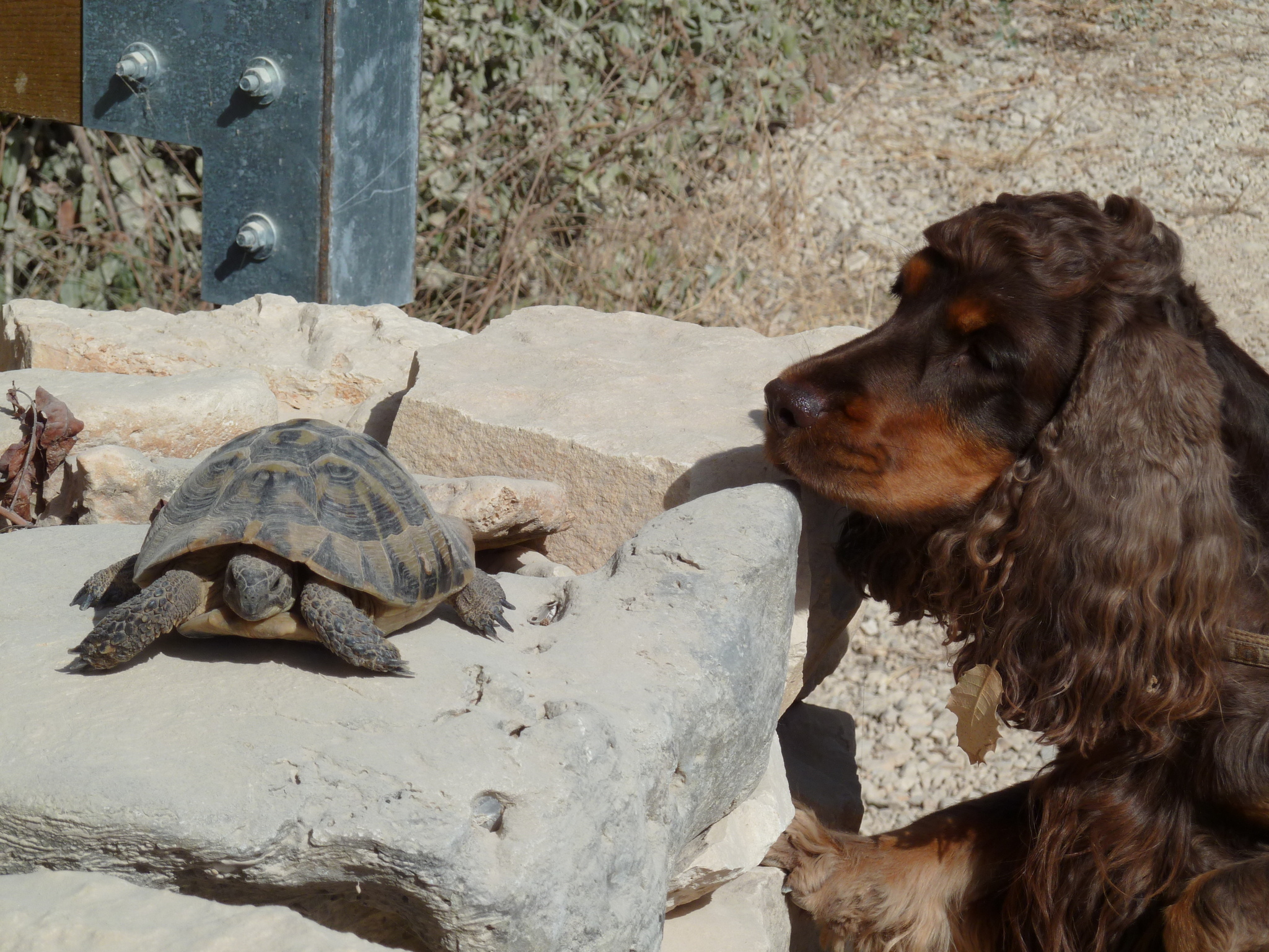 Különleges vakáció