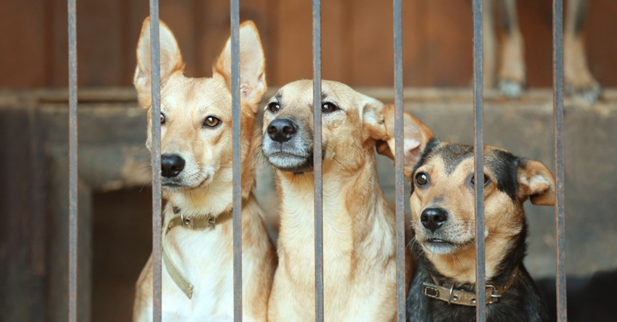 28 állatvédő szervezet kapott segítséget