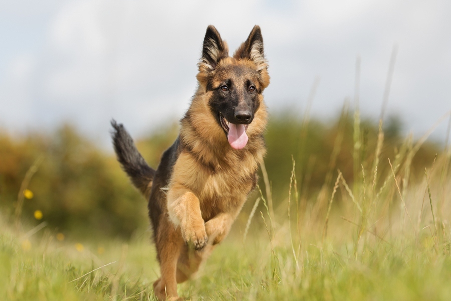 Kutyafajták futáshoz - Német juhászkutya
