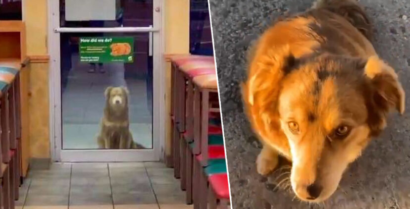 Esténként étterembe jár ez a kóbor kutya néhány finom falatért