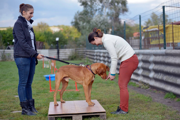 A bérelt területen tanítják is a kutyákat