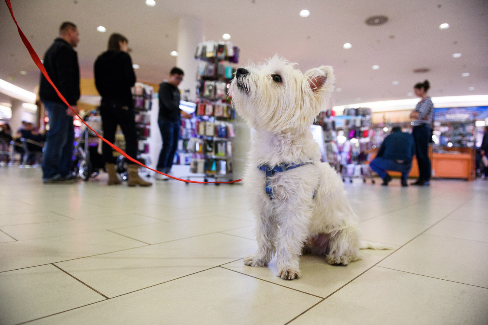 Egy éve vált kutyabaráttá az AsiaCenter